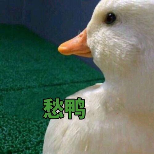 娱乐吃瓜鸭鸭鸭,鸭鸭鸭带你领略娱乐圈风云变幻