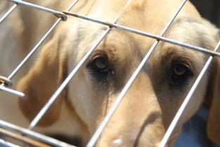 娱乐吃瓜酱中狗妈,娱乐吃瓜酱中的神秘力量